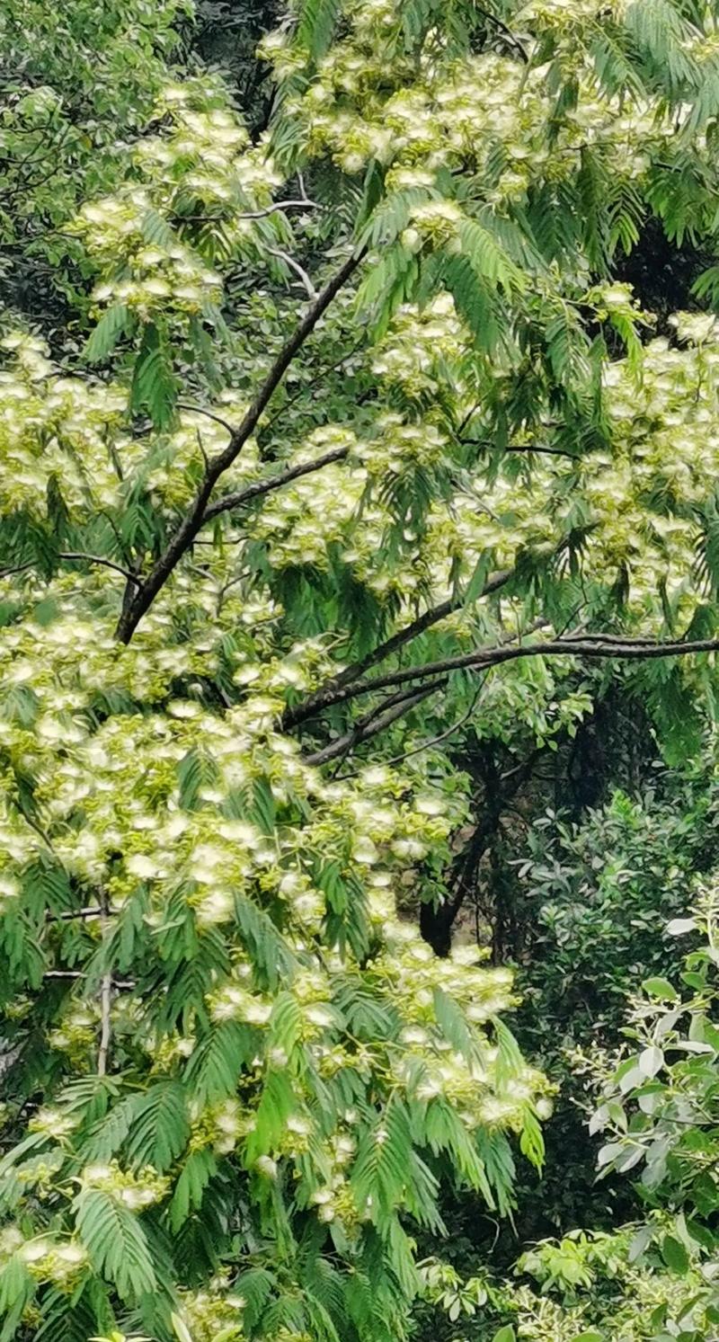 身无分文的右小死如何赚钱?他做幕外战争的真实心态是什么?