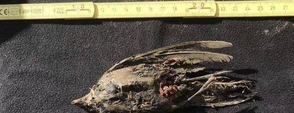 远古尸骸揭秘：考古学家发现史前人类遗骸的惊人秘密