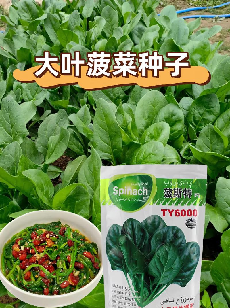 菠菜娱乐：在线博彩、游戏新体验