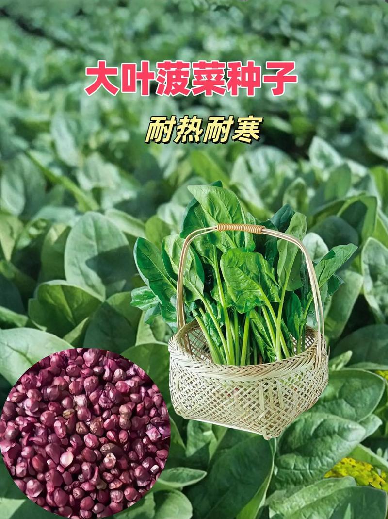 菠菜娱乐:在线博彩、游戏新体验