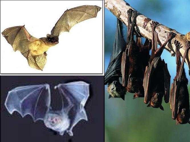 蝙蝠下载最新版好用吗？真实用户体验告诉你答案