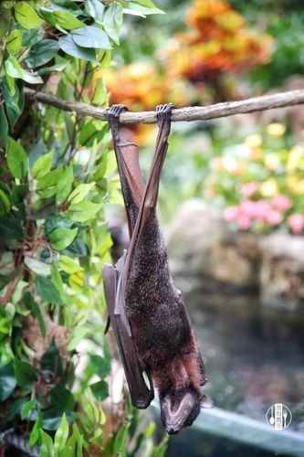 蝙蝠下载最新版好用吗?真实用户体验告诉你答案