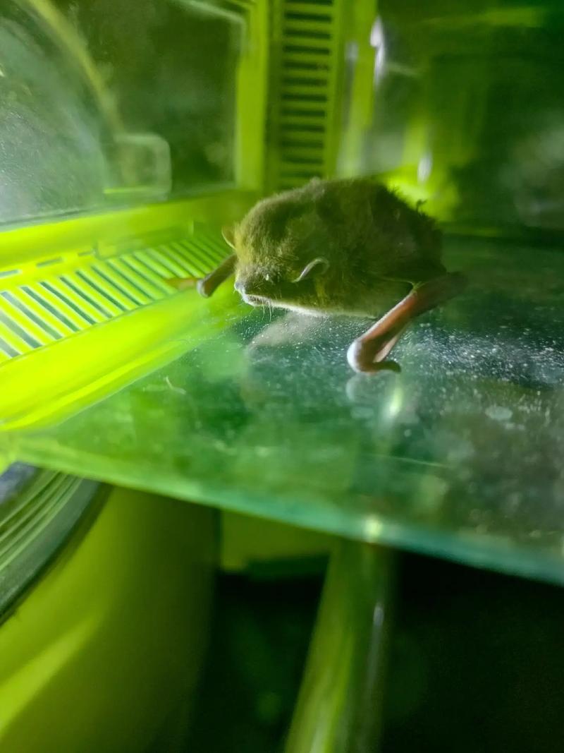 蝙蝠下载最新版好用吗?真实用户体验告诉你答案