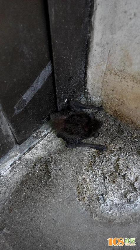 蝙蝠下载最新版好用吗?真实用户体验告诉你答案