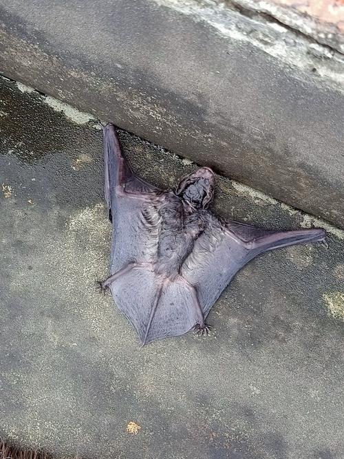 蝙蝠下载最新版好用吗?真实用户体验告诉你答案