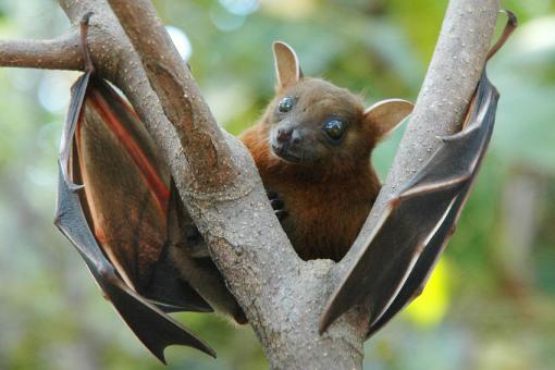 蝙蝠下载最新版好用吗?真实用户体验告诉你答案