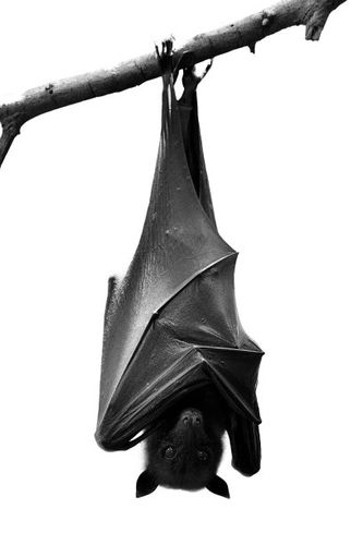 蝙蝠下载最新版好用吗?真实用户体验告诉你答案