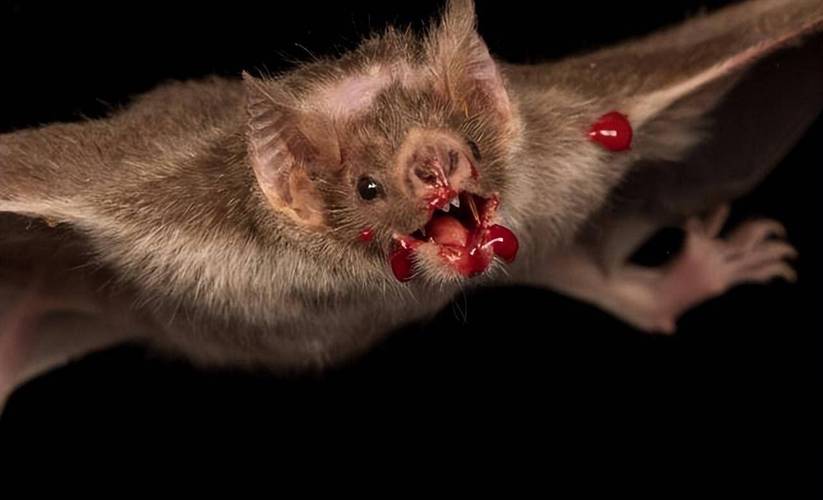 蝙蝠下载最新版好用吗?真实用户体验告诉你答案