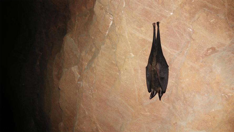 蝙蝠下载最新版好用吗?真实用户体验告诉你答案