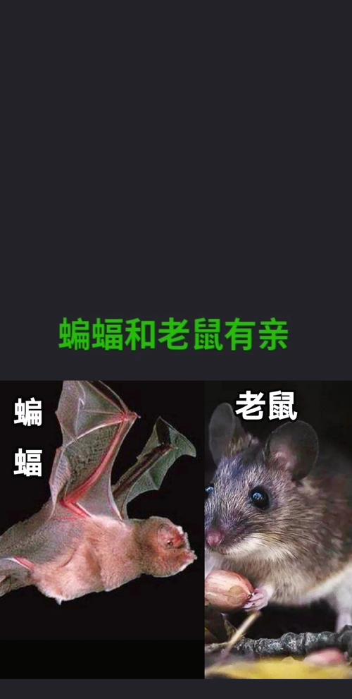 蝙蝠下载最新版好用吗?真实用户体验告诉你答案