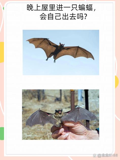 蝙蝠下载最新版好用吗?真实用户体验告诉你答案