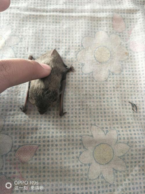 蝙蝠下载最新版好用吗?真实用户体验告诉你答案