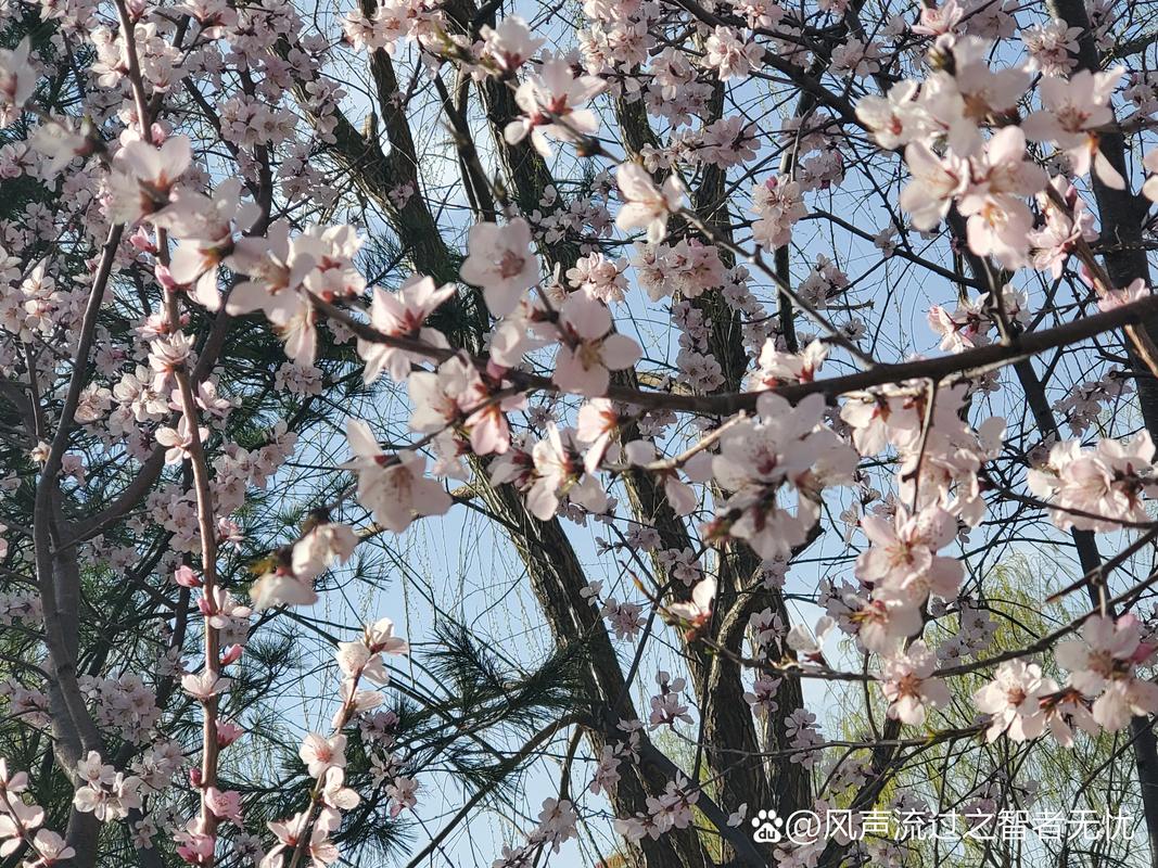 网游之花前月下