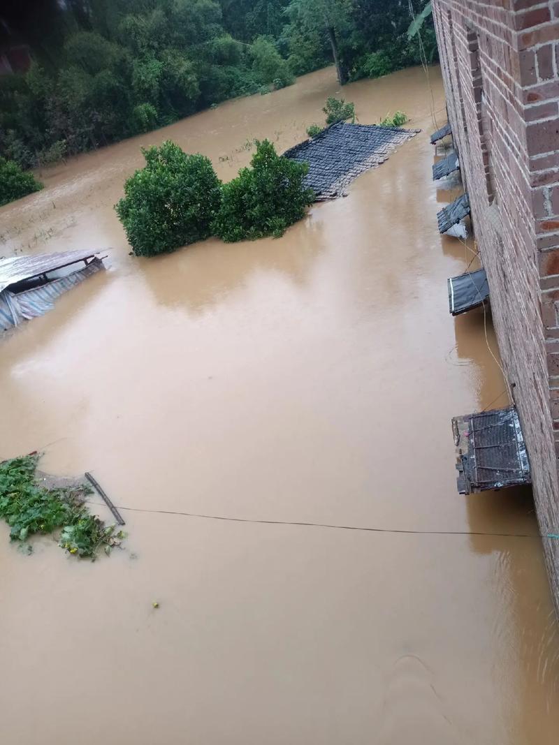 紧急！洪水包围蚂蚁庄园，这些逃生技巧你学会了吗？