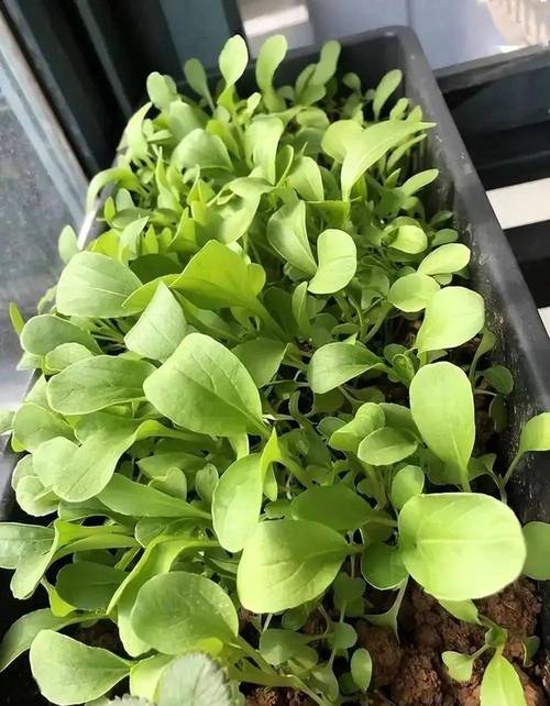 种植欢歌铃种子必知：高收益收成秘诀与实用技巧