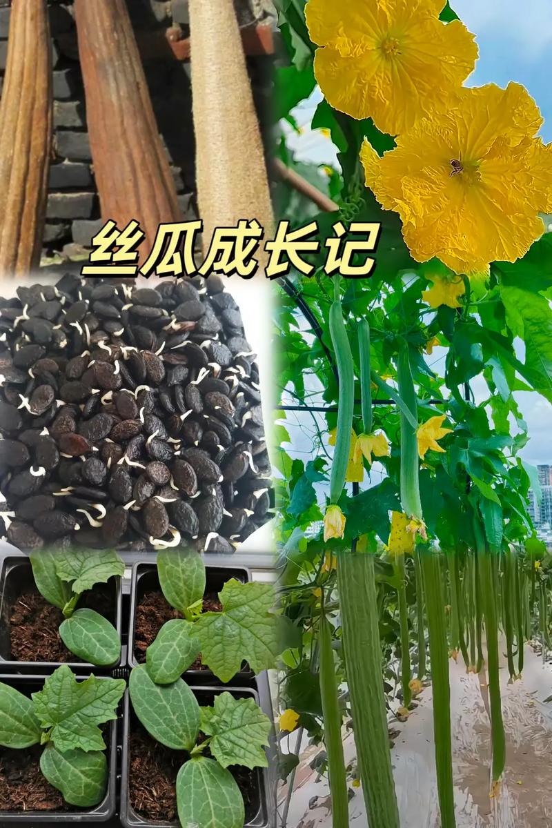 种植欢歌铃种子必知:高收益收成秘诀与实用技巧