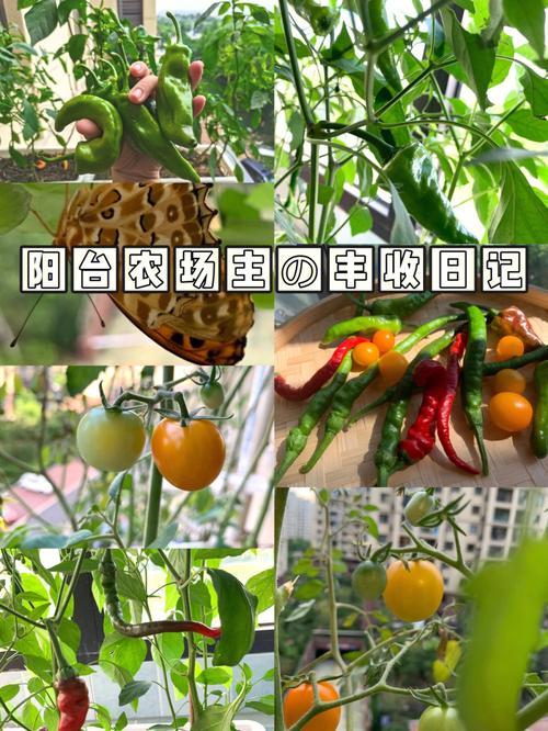 种植欢歌铃种子必知:高收益收成秘诀与实用技巧