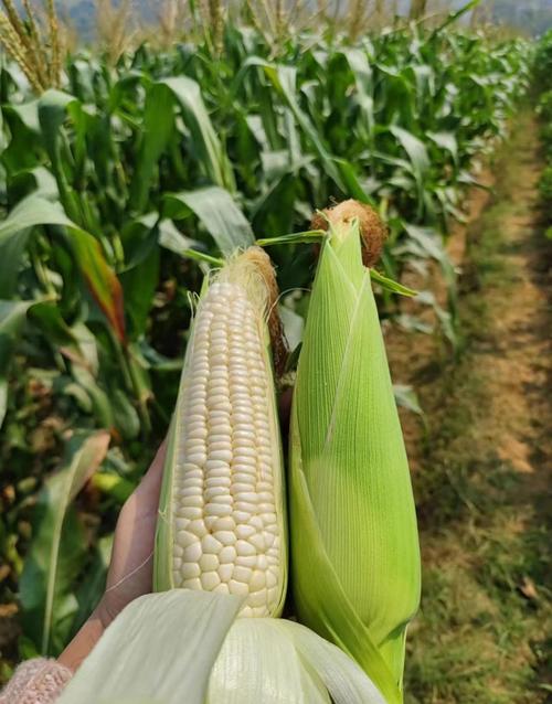 种植欢歌铃种子必知:高收益收成秘诀与实用技巧