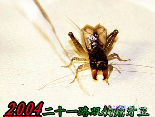 深入了解蟋蟀科：昆虫纲中的跳跃高手