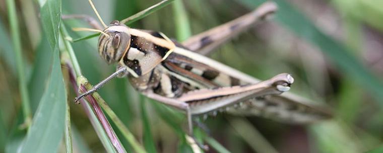 深入了解蟋蟀科：昆虫纲中的跳跃高手