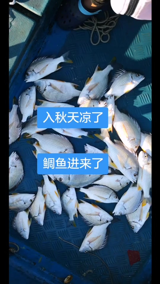 魔血鲷鱼哪里有卖？教你如何买到正宗好鱼！