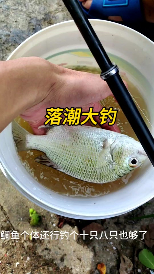 魔血鲷鱼哪里有卖?教你如何买到正宗好鱼!