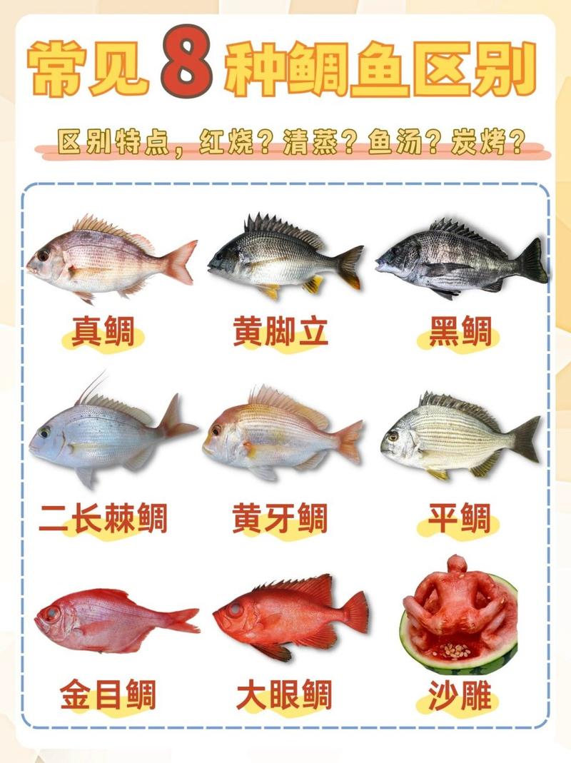 魔血鲷鱼哪里有卖?教你如何买到正宗好鱼!