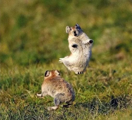 鼠兔在亲缘关系上更接近谁？专家揭秘真相！