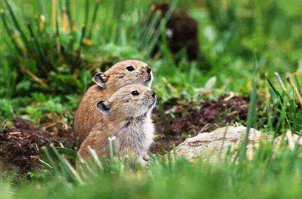 鼠兔在亲缘关系上更接近谁？专家揭秘真相！
