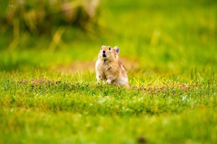 鼠兔在亲缘关系上更接近谁？专家揭秘真相！