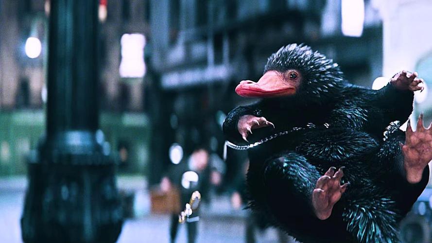 鸭嘴兽的逆袭之路:这种神奇动物你了解多少?