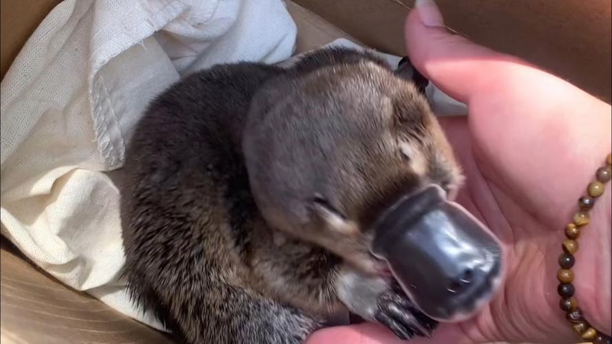 鸭嘴兽的逆袭之路:这种神奇动物你了解多少?