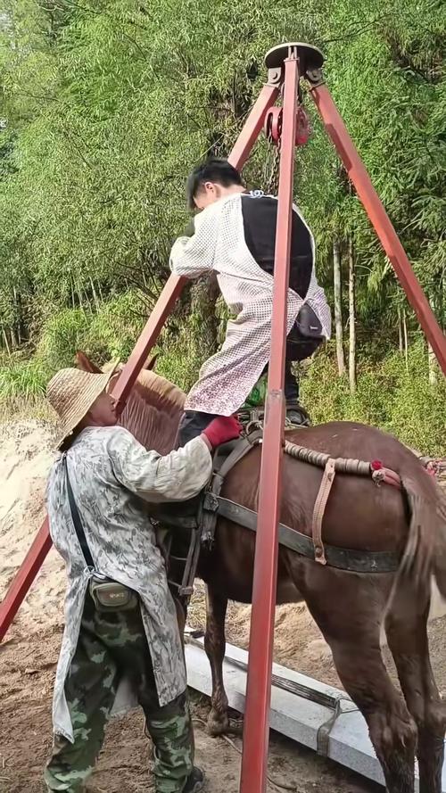 骡子和货物怎么运？这些技巧让运输更轻松！