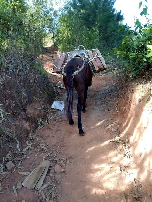 骡子和货物怎么运?这些技巧让运输更轻松!