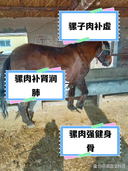 骡子和货物怎么运?这些技巧让运输更轻松!