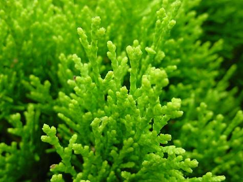 非绿色聊天软件哪个好？为你推荐这几款！