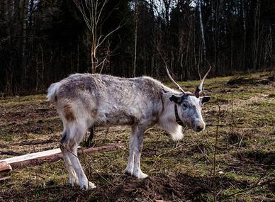 飞行驯鹿吃什么？圣诞老人的神秘宠物大揭秘！