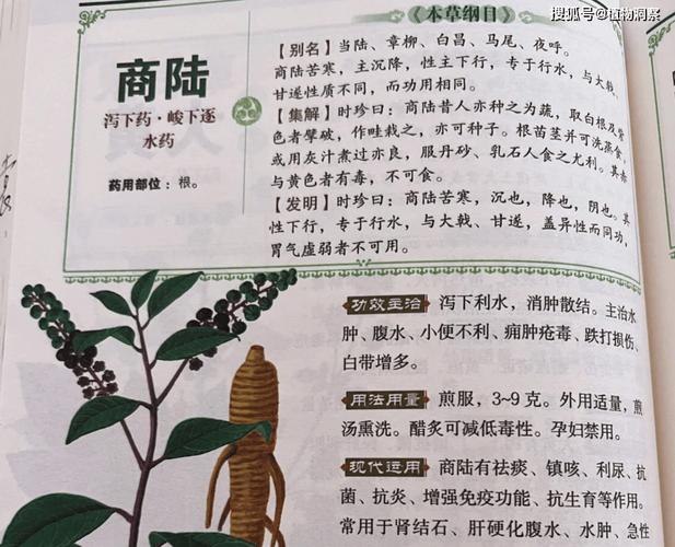 陆参状珑是啥？看完这篇介绍你就全明白了！