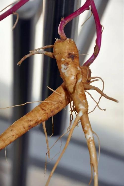 陆参状珑是啥？看完这篇介绍你就全明白了！