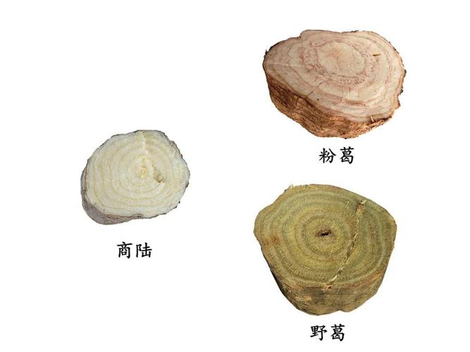 陆参状珑是啥？看完这篇介绍你就全明白了！