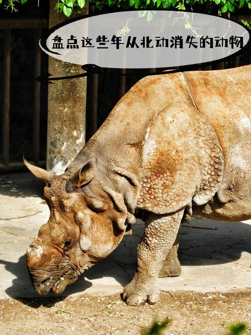 这些动物们总是动个不停