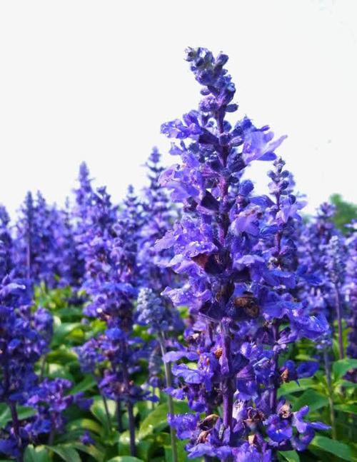 薰衣草研究所免费进入在线网址,这个方法很简单!