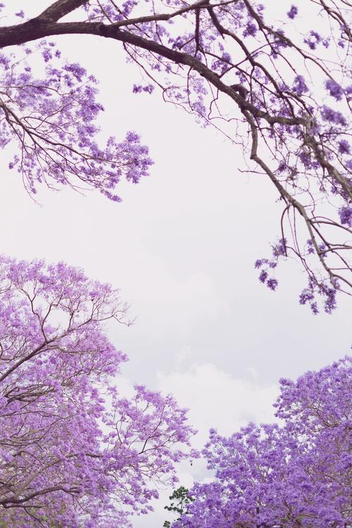 怒放的生命图腾是什么意思？为你简单解读它的象征意义。