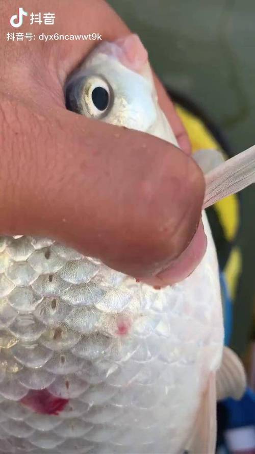 赛尔号小鲫鱼怎么培养？手把手教你养出极品鱼！