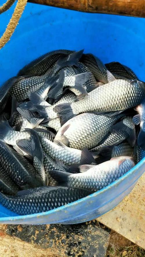 赛尔号小鲫鱼怎么培养？手把手教你养出极品鱼！