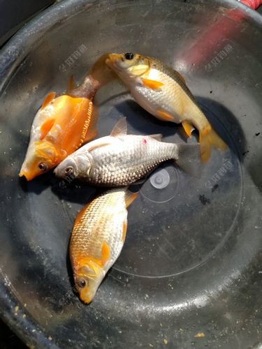 赛尔号小鲫鱼有什么用？用途及价值全面解读！