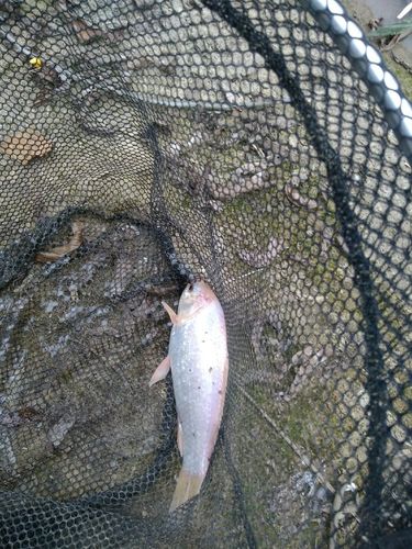 赛尔号小鲫鱼有什么用?用途及价值全面解读!