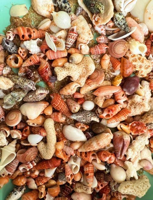 贝壳在哪能捡到？推荐几个好去处给你！