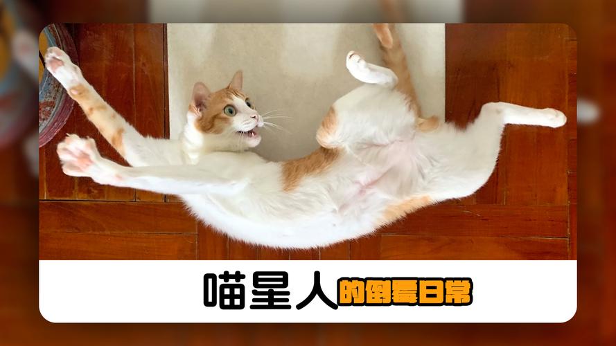 记录我家萌主喵皇日常？分享这些可爱又搞笑的瞬间！