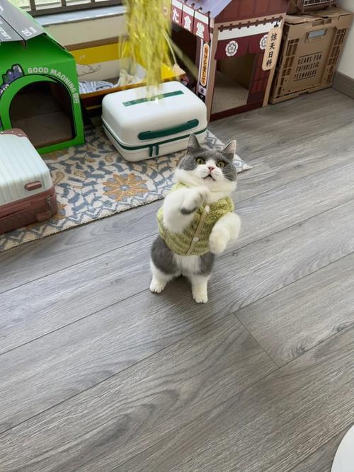 记录我家萌主喵皇日常？分享这些可爱又搞笑的瞬间！